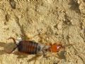 Forficula decipiens